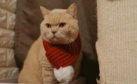 猫腹部皮肤颜色变紫是为什么