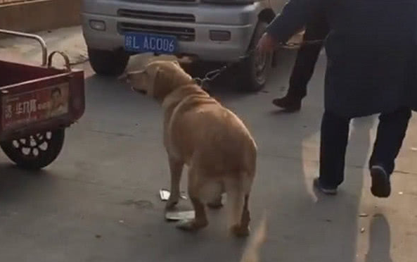 金毛狗狗被主人卖出,各自的那一刻,狗狗的行为令人心痛 金毛狗狗被主人卖出,各自的那一刻,狗狗的行为令人心痛