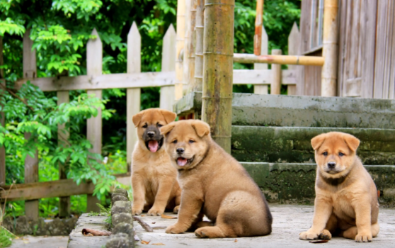 中华田园犬的智商怎么样