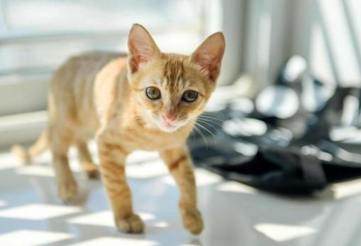 小橘猫四肢被人掰断,丢在路边默默等死,抢救2天后还是回了喵星