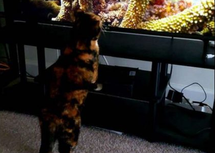 猫皇对萤幕蜜汁迷恋 意外按下送出键零猫奴超恐慌