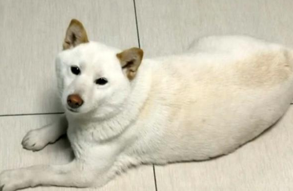 柴犬妈妈被偷，主人重金寻狗，狗狗回家后，竟忘记了自己的宝宝