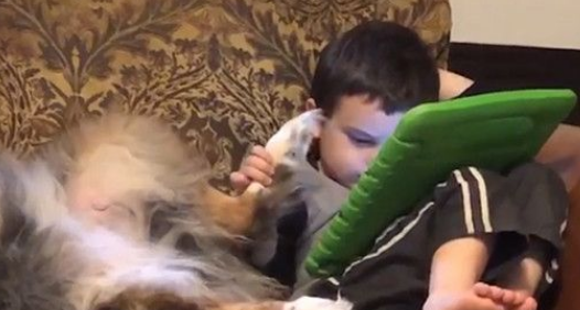 后脚被充当触碰笔 好脾气汪已经是一脸厌世了 后脚被充当触碰笔 好脾气汪已经是一脸厌世了