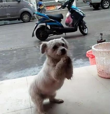 挨饿流浪狗误进店中,提前准备赶走它,但看狗勤奋作揖的样子真不忍心 挨饿流浪狗误进店中,提前准备赶走它,但看狗勤奋作揖的样子真不忍心