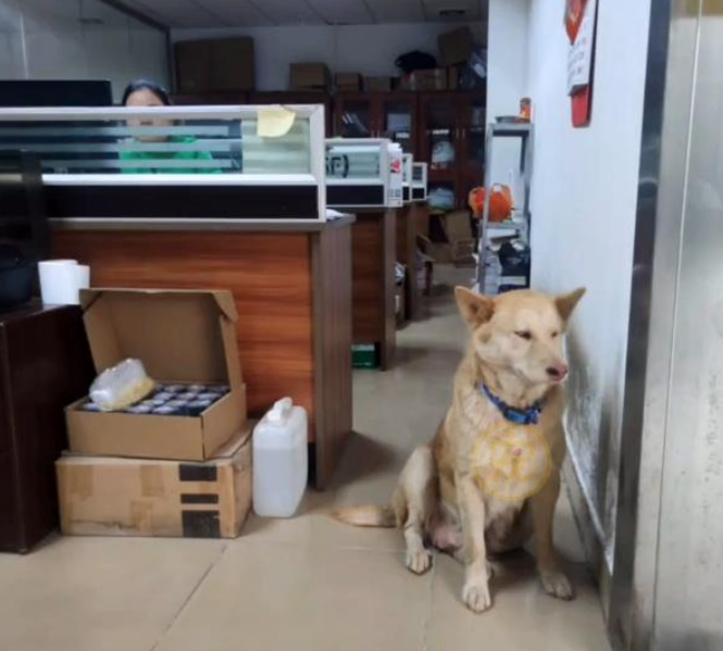 年薪上万的打工犬,成全工厂团宠,网友:我竟会羡慕一只狗 年薪上万的打工犬,成全工厂团宠,网友:我竟会羡慕一只狗