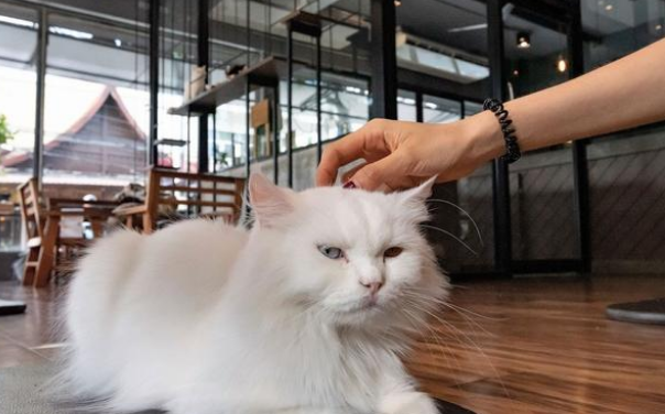 猫包被丢宠物店门口，主人留纸条求寄养，店主看完后傻眼：猫在哪
