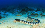 艾基特林海蛇有毒吗？不清楚的快来看看！
