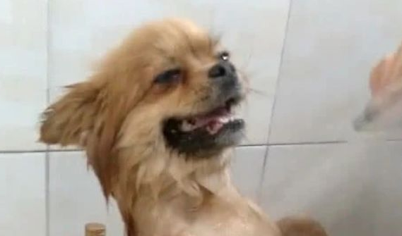 主人每一次给狗狗洗澡，狗狗都站的板板正正，网民：站军姿呢