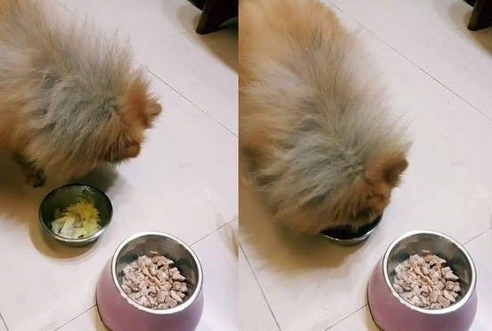 满满鸡腿肉晾旁边 挑嘴狗看见蔬菜就狂吃