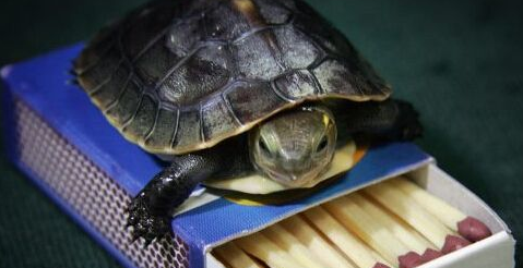 华裔居民走私乌龟 将面临21个月的监狱生活