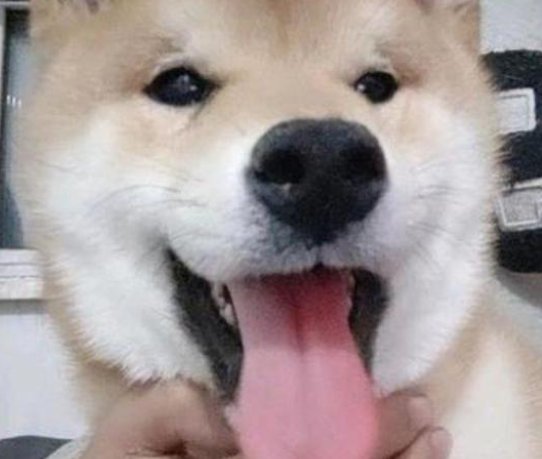 龇牙咧嘴的小柴犬,在家竟然对主人这样…… 龇牙咧嘴的小柴犬,在家竟然对主人这样……