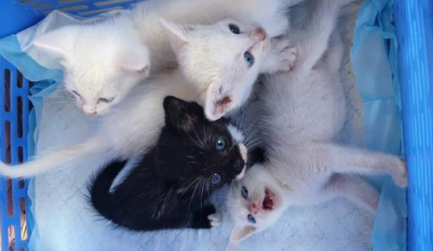 垃圾堆遇到流浪猫在喂奶，走近一看泪目了，原来猫妈妈已死去多时