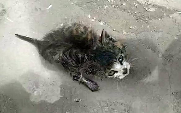 小猫咪碰瓷求路人帮助，只因它身上被涂满胶水，鼻子也被烟头烫伤