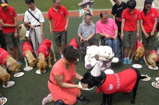 大陆导盲犬珍妮服务8年后退休 陪伴养老的新主人 大陆导盲犬珍妮服务8年后退休 陪伴养老的新主人