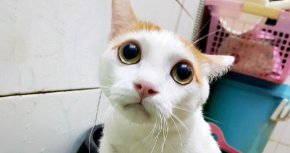 残疾猫被嫌弃，无人领养，遇到她之后被宠成了小公主！
