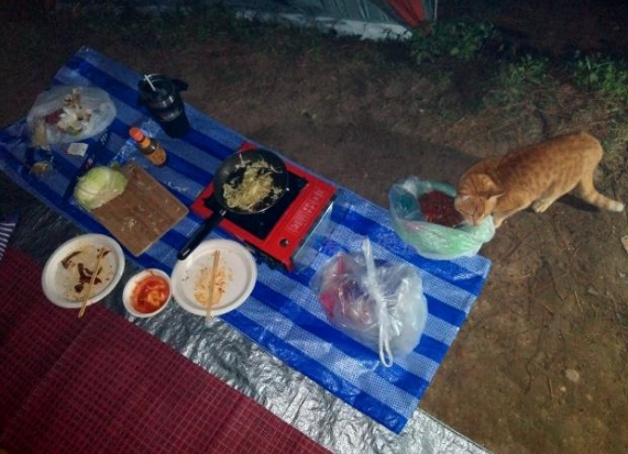 帐篷在惊现“碰瓷橘猫”,白吃白喝还白住,网友:一看就是惯犯! 帐篷在惊现“碰瓷橘猫”,白吃白喝还白住,网友:一看就是惯犯!