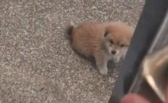 流浪犬讨食取得成功后,小家伙就一连三天出現在大门口,这下狠不下心了