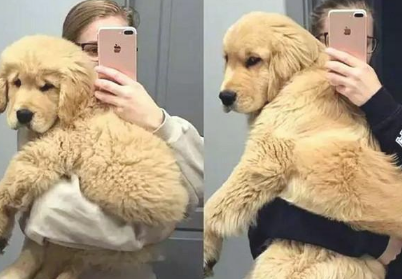 养大型犬的铲屎官留意了,狗狗儿时别看它萌就总抱,会出人命的 养大型犬的铲屎官留意了,狗狗儿时别看它萌就总抱,会出人命的