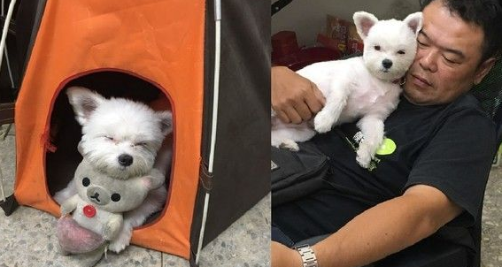 狗狗冰淇淋以假乱真 带金误认是同伴还爱护的舔 狗狗冰淇淋以假乱真 带金误认是同伴还爱护的舔