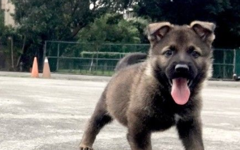 新北警犬队生力军加入！小萌汪架式十足网友全融化