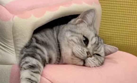 什么叫格局?“我家猫自己开门爬十几层楼,邀请楼下小猫回家干饭!” 什么叫格局?“我家猫自己开门爬十几层楼,邀请楼下小猫回家干饭!”