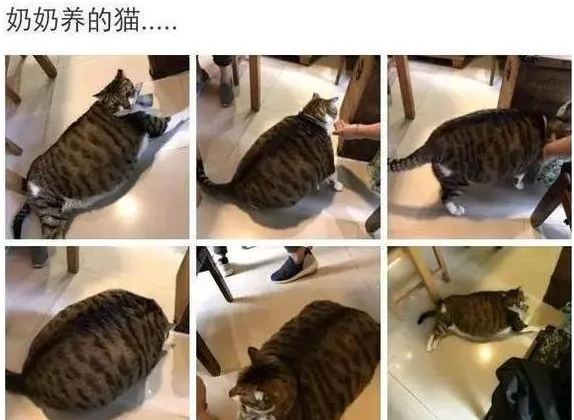 爷爷奶奶养的猫狗，太好玩了哈哈哈···