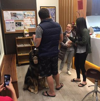 高山犬被压制打针 结束后气到找医生理论 高山犬被压制打针 结束后气到找医生理论