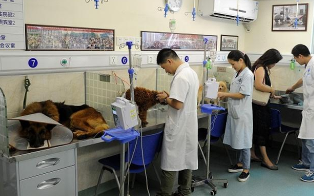 狗狗被车撞后，主人考虑20分钟后将后遗弃，好心人花万元救狗