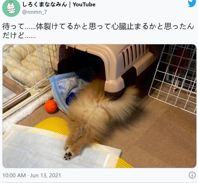 狗子睡觉时身体分成了两半,主人看到后吓哭:好像命案现场! 狗子睡觉时身体分成了两半,主人看到后吓哭:好像命案现场!