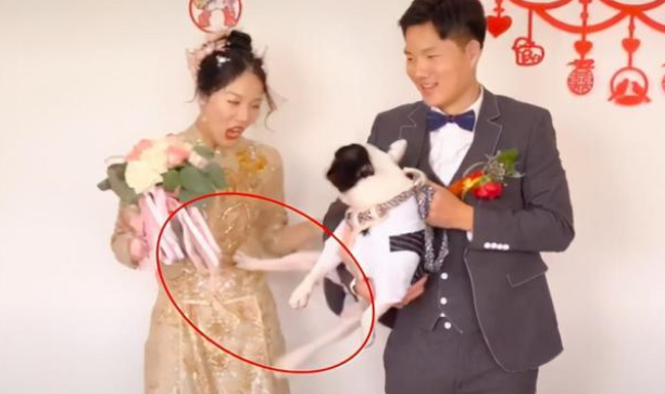 婚礼上狗狗一脚踢开主人！自家爱犬为何做出反常举动？