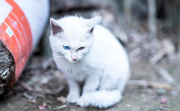 享了10天福的流浪猫,因意外去了喵星,流浪猫的一生有多短? 享了10天福的流浪猫,因意外去了喵星,流浪猫的一生有多短?
