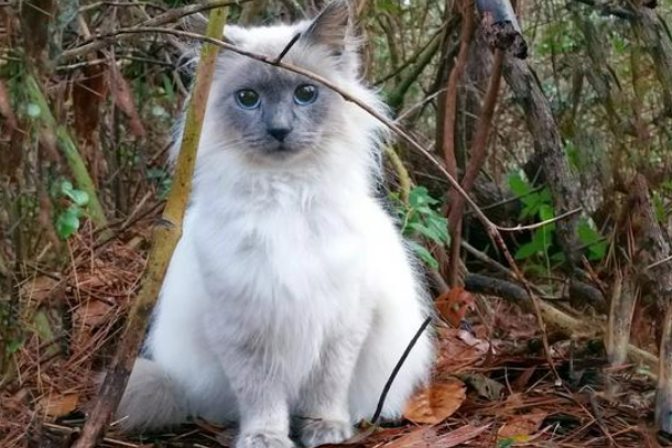 女孩偶遇流浪布偶猫,喂养7天后,果断把它带回家! 女孩偶遇流浪布偶猫,喂养7天后,果断把它带回家!