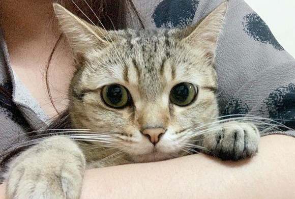 猫咪轻功纸箱上飘 猫奴:想吓死娘亲我吗 猫咪轻功纸箱上飘 猫奴:想吓死娘亲我吗