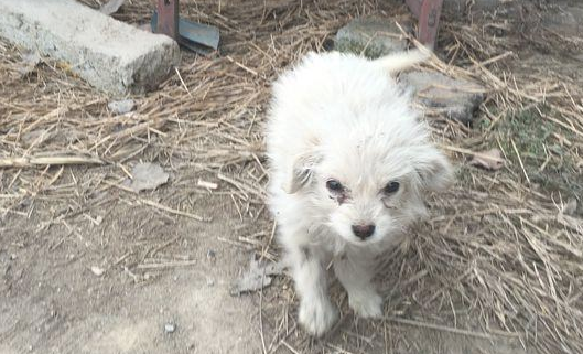 女生喂流浪狗个包子后，小家伙足足跟了她两里地，回过头那一刻好辛酸