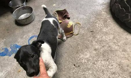 狗狗散步叼回这个 饲主看见不知怎么跟邻居解释 狗狗散步叼回这个 饲主看见不知怎么跟邻居解释