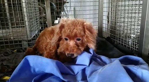 贵宾犬因主人家有新生儿 陪伴8年被弃养