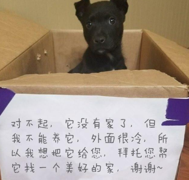 可怜狗狗被弃校门口纸箱内,箱上纸条解释原因,读完后感动又无奈 可怜狗狗被弃校门口纸箱内,箱上纸条解释原因,读完后感动又无奈