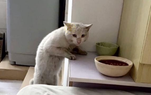 偷吃狗粮的流浪猫,卑微的眼神看着心疼,被救后连吃饭都小心翼翼 偷吃狗粮的流浪猫,卑微的眼神看着心疼,被救后连吃饭都小心翼翼