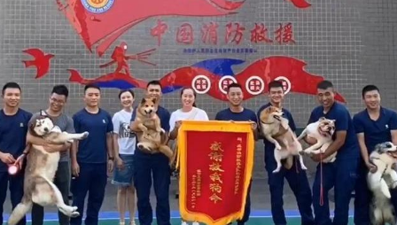 狗狗集体探望消防员，惨被强制做仰卧起坐锻炼，网友笑喷