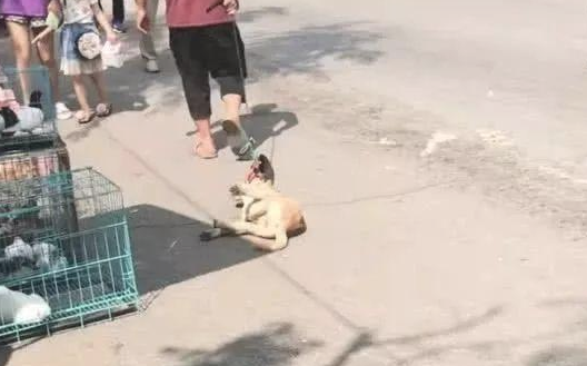 主人要把看门土狗卖掉,狗狗躺着不愿走,接下去的姿势,令人心痛 主人要把看门土狗卖掉,狗狗躺着不愿走,接下去的姿势,令人心痛