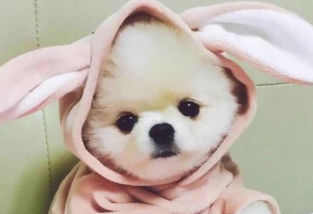 女子捡回来一只小狗，养了一个月后，越看越古怪