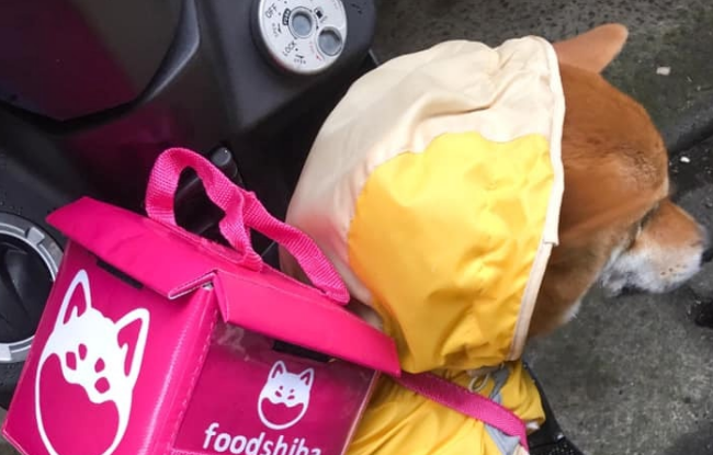 柴犬进入送餐员挣钱，网民搞笑回应：特定它外卖送餐行吗？