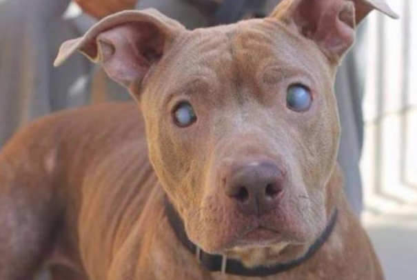 主人家过世后小狗被逐出家门口，又被坏蛋捉去当繁育犬，双眼都双目失明了