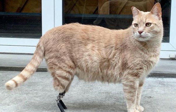 险些被遗弃的橘猫,被领养后又遭遇车祸,它用一年时间重新奔跑 险些被遗弃的橘猫,被领养后又遭遇车祸,它用一年时间重新奔跑