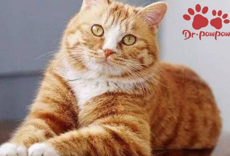 普安特帮你解答：猫咪太瘦和铲屎官有没有关系