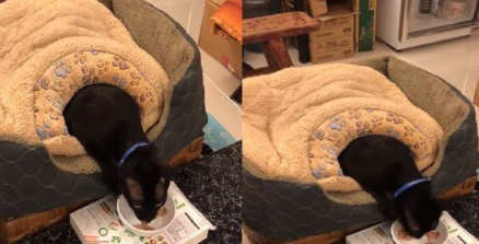 这也太懒了吧! 黑猫躲在棉被裡探头吃饭