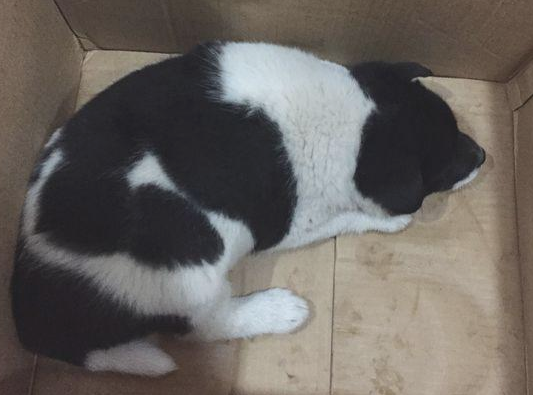 道上好心捡到只流浪犬,女生送去溜达时,殊不知差点酿出“大祸” 道上好心捡到只流浪犬,女生送去溜达时,殊不知差点酿出“大祸”