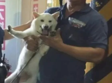 柴犬忽然下落不明,主人家吓得警报,結果警员三分钟后就侦破了! 柴犬忽然下落不明,主人家吓得警报,結果警员三分钟后就侦破了!