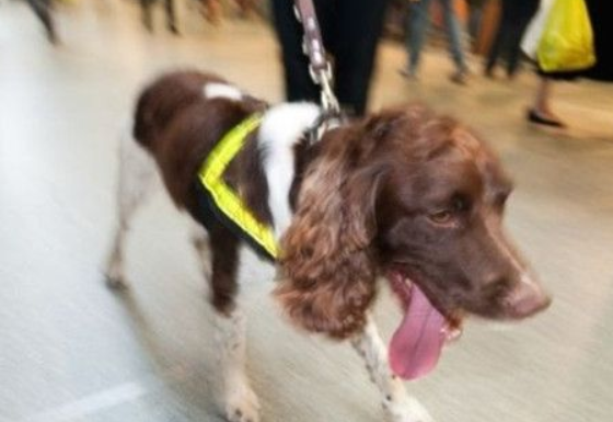 英国机场花费百万英镑培养缉毒犬 却只会搜索香肠