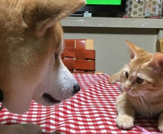主人带回流浪小猫 让失去猫咪好友的柴柴很开心